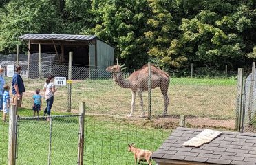 Highwire Deer & Animal Farm