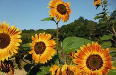 Pillwillop Therapeutic Farm