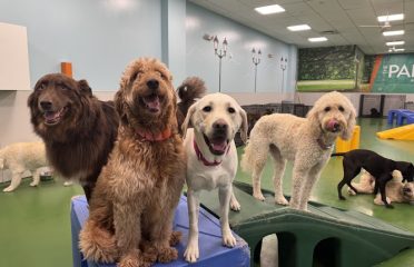 Dogtopia of Fairfield