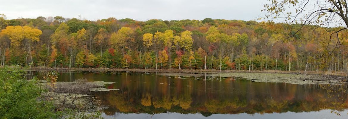 Shelton Dog Park