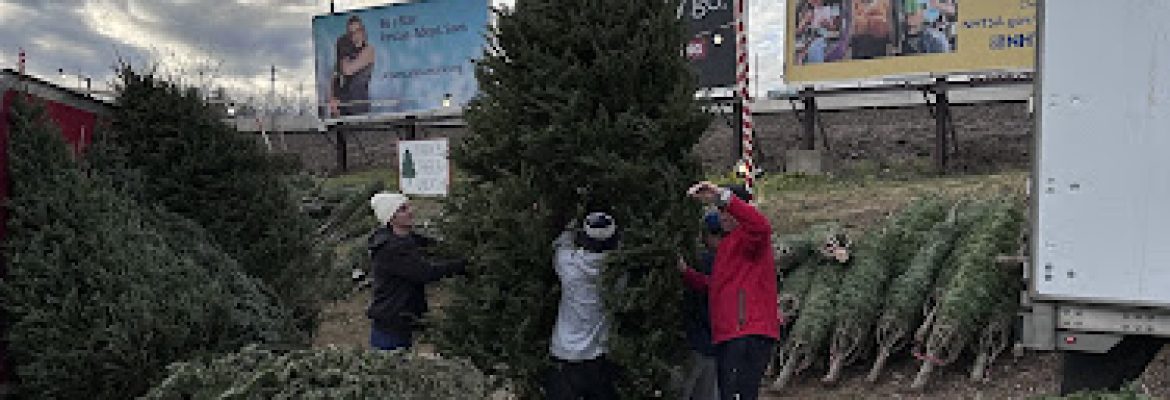 Marks Christmas Trees