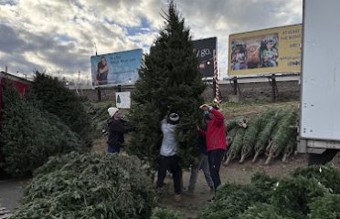 Marks Christmas Trees