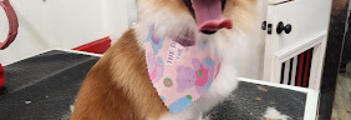 Pawtero