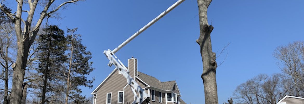 A&B Tree Service