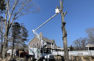 A&B Tree Service