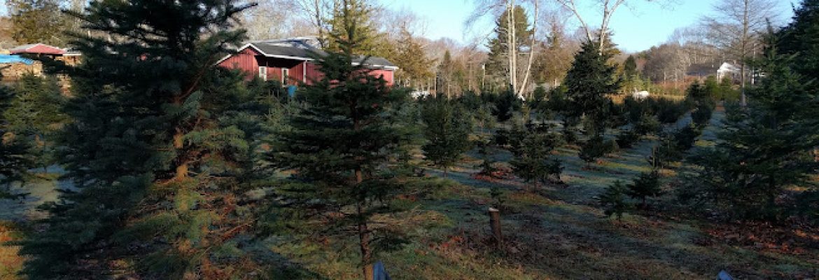 Lane’s Grove Christmas Tree Farm