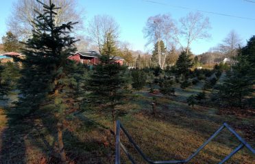 Lane’s Grove Christmas Tree Farm