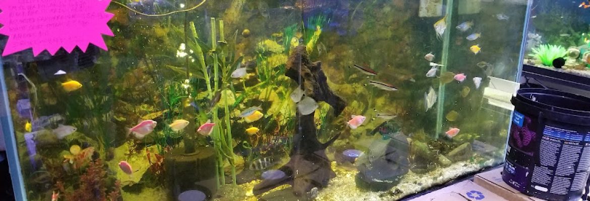 Alex’s Advanced Aquatics