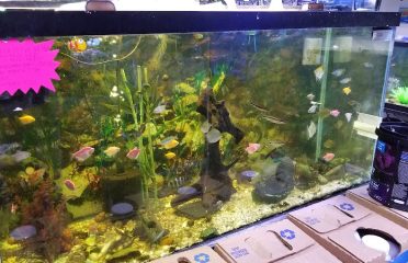 Alex’s Advanced Aquatics