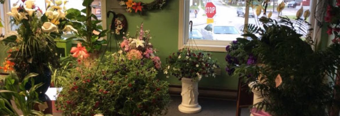 Colchester Florist