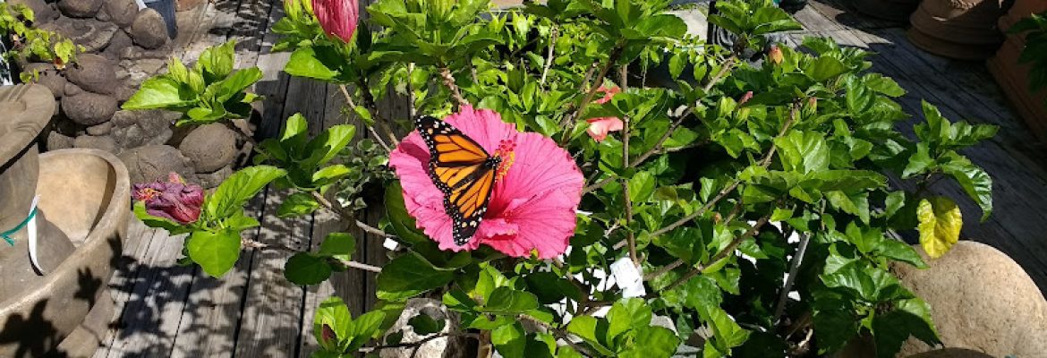 Holdridge Home and Garden
