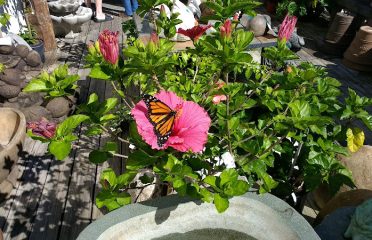 Holdridge Home and Garden