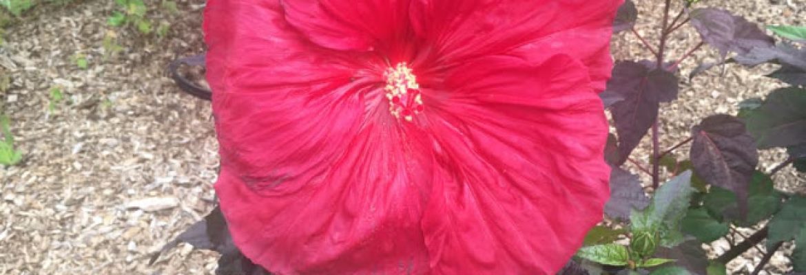 Cosmo’s Landscaping and Nursery