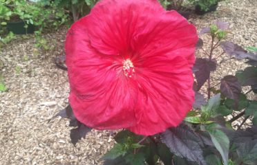 Cosmo’s Landscaping and Nursery