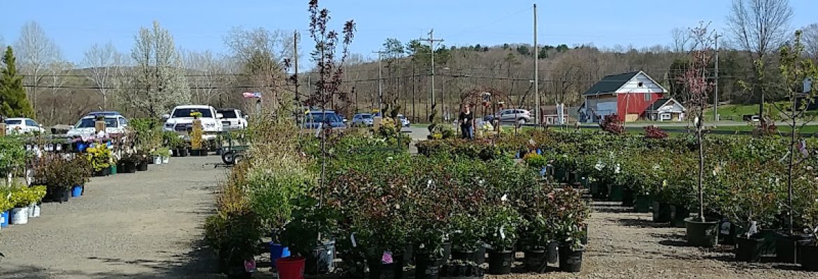 The Garden