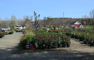The Garden