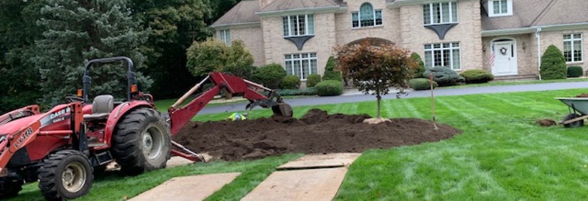 Guzman Tree Removal