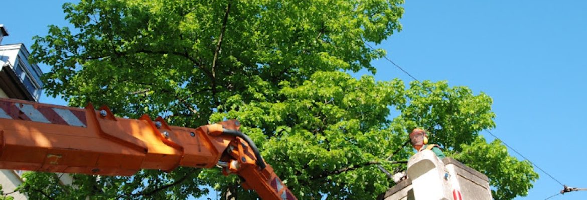 Town Green T﻿﻿r﻿e﻿﻿e Se﻿rv﻿ic﻿e