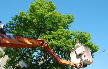 Town Green T﻿﻿r﻿e﻿﻿e Se﻿rv﻿ic﻿e