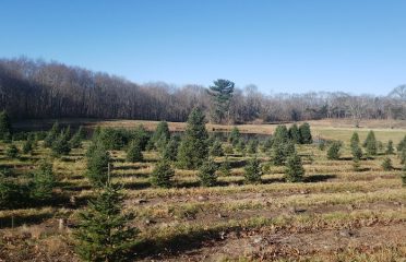 Maple Lane Farms