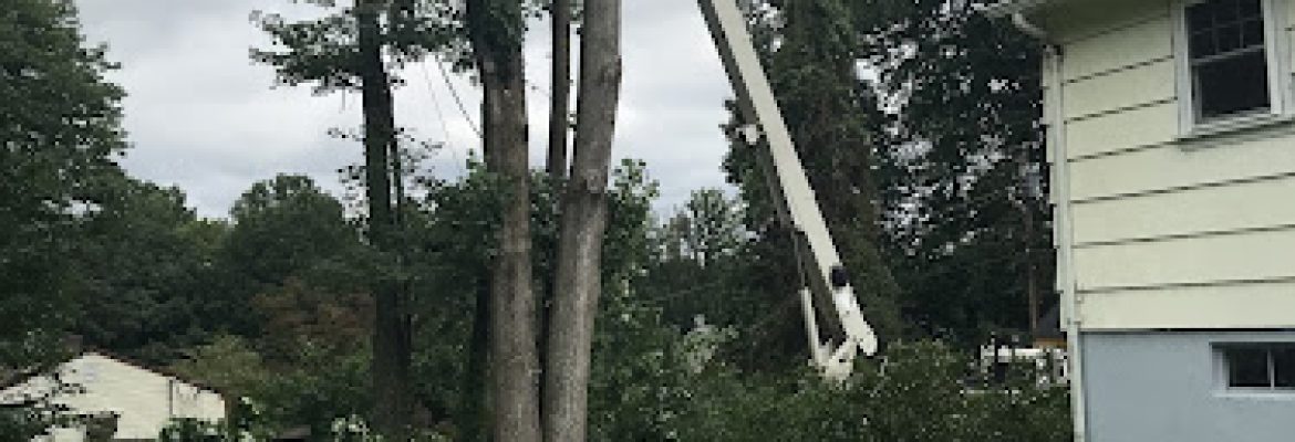 Colonial Tree Service Bristol.