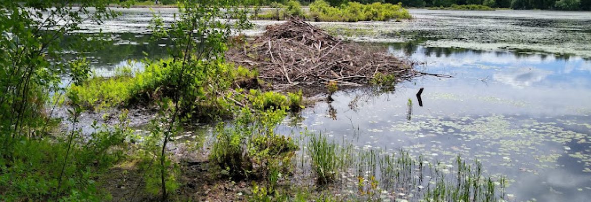 Great Pond/Massacoe State Forest