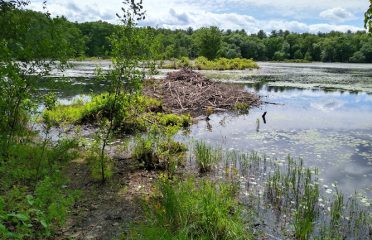 Great Pond/Massacoe State Forest