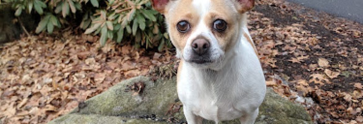 Animal Rescue Foundation