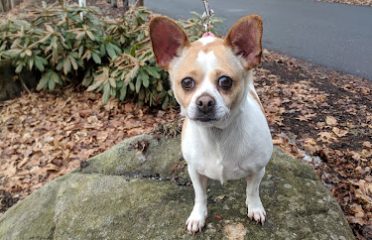 Animal Rescue Foundation