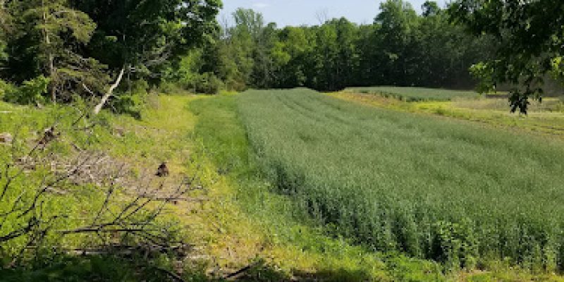 Gazy Brothers Farm