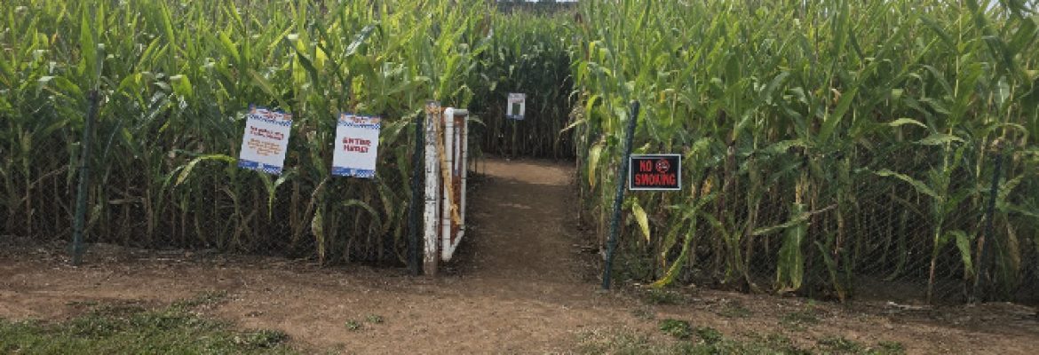 Lyman Orchards Corn Maze