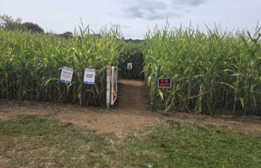 Lyman Orchards Corn Maze