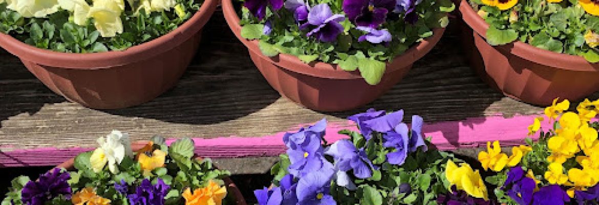 Bidwell’s Yard, Garden & Pet