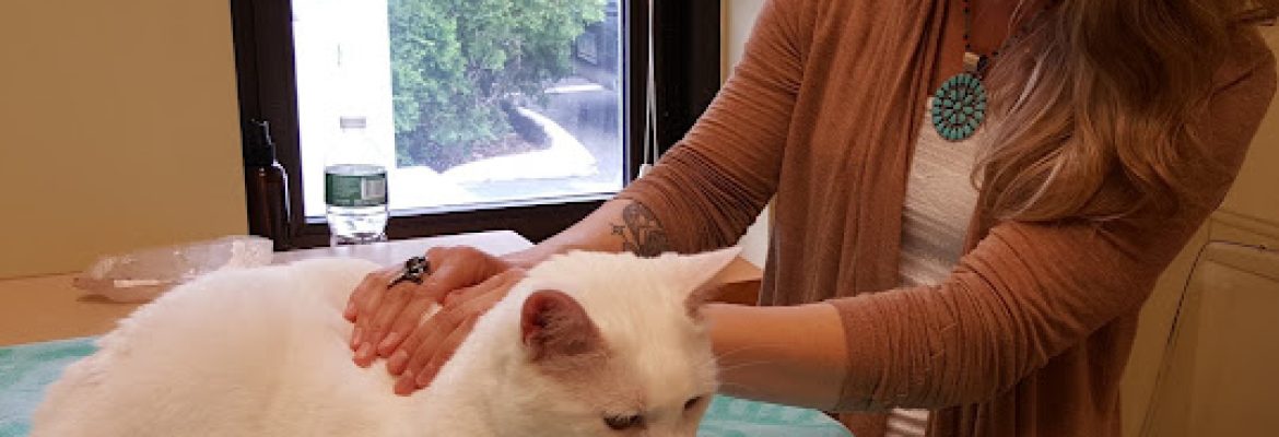 AristoKatz – Veterinary Care for Cats
