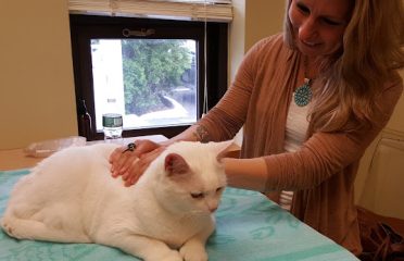 AristoKatz – Veterinary Care for Cats