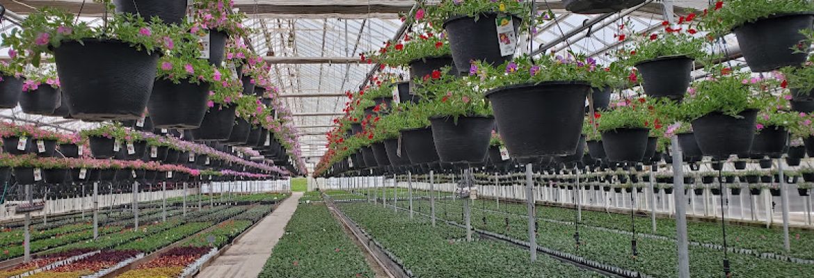 Cromwell Growers