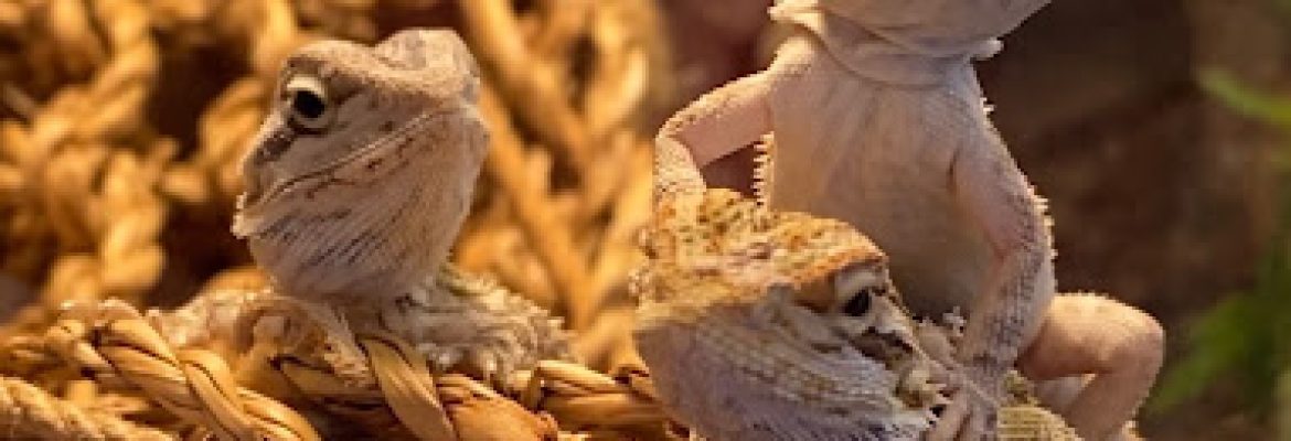 Exotic Fish & Reptiles