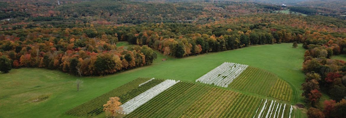 Cassidy Hill Vineyard
