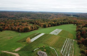 Cassidy Hill Vineyard