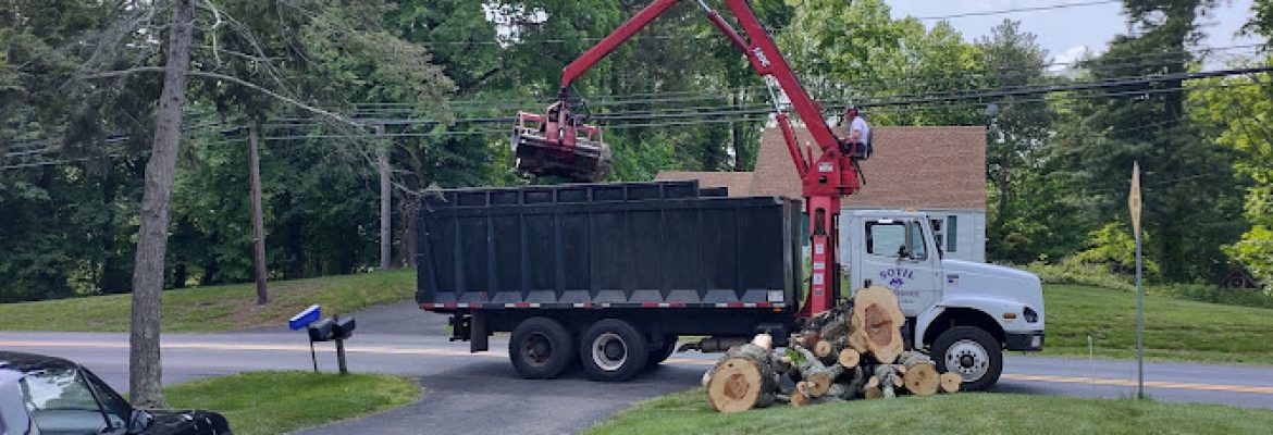 Sotil Tree Service
