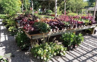 Oliver Nurseries