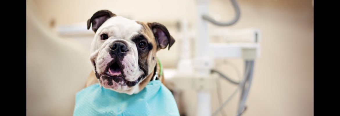 Nathan Berry, DMD | Dentist in West Hartford, CT – West Hartford Dental Associates