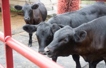 Cranberry Meadow Farm
