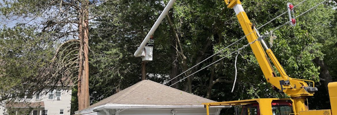 Miguel’s Tree & Landscaping