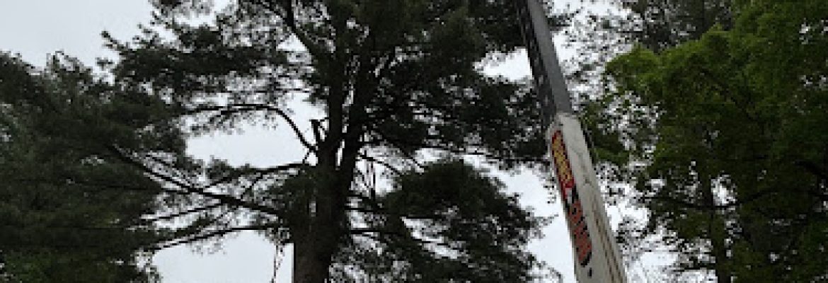 Lazer Scapes Tree Service