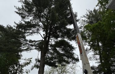 Lazer Scapes Tree Service