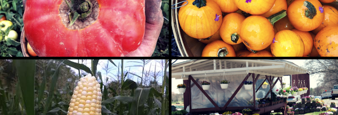 Gilbert Farm LLC