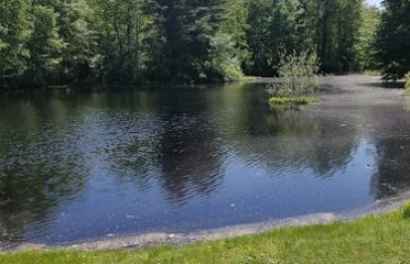 Roosevelt Forest