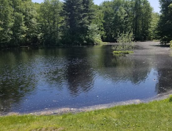 Roosevelt Forest