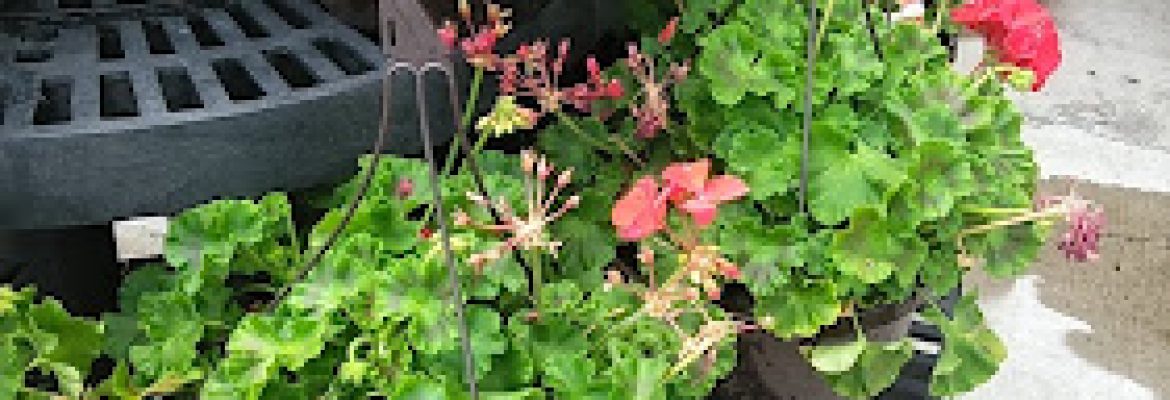 Walmart Garden Center